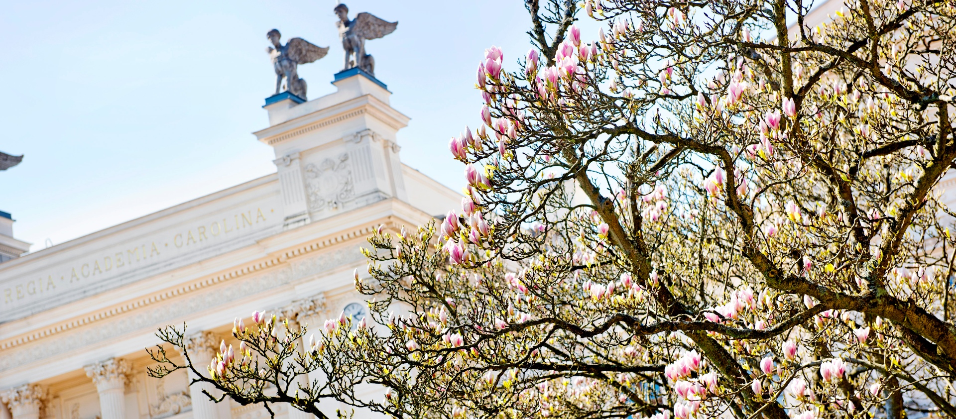 Ett magnoliaträd med universitetshuset i bakgrunden